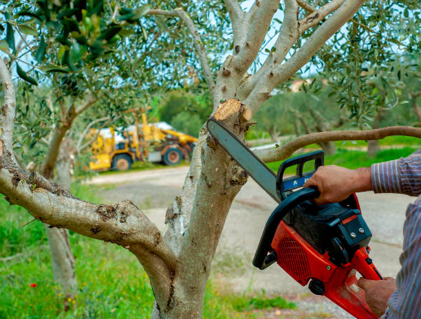 Best Dead Tree Removal  in Clinton, AR